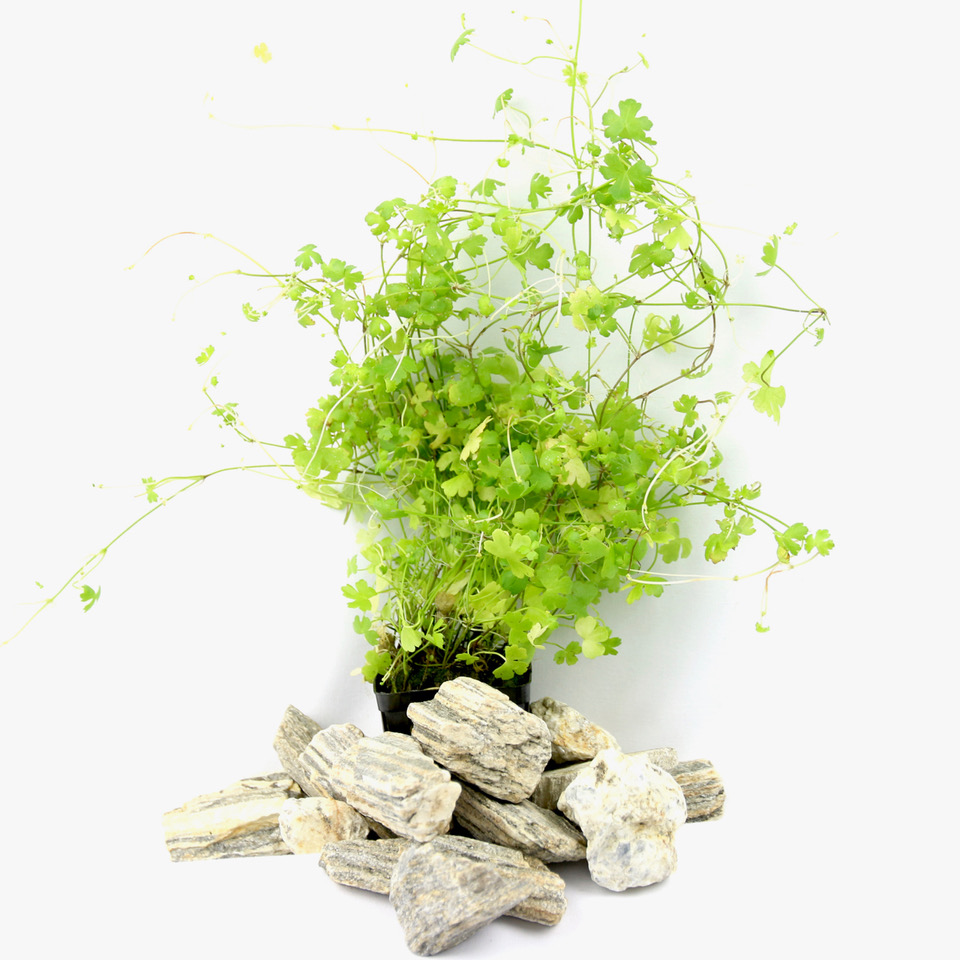 Hydrocotyle tripartita (Japan) pot @
